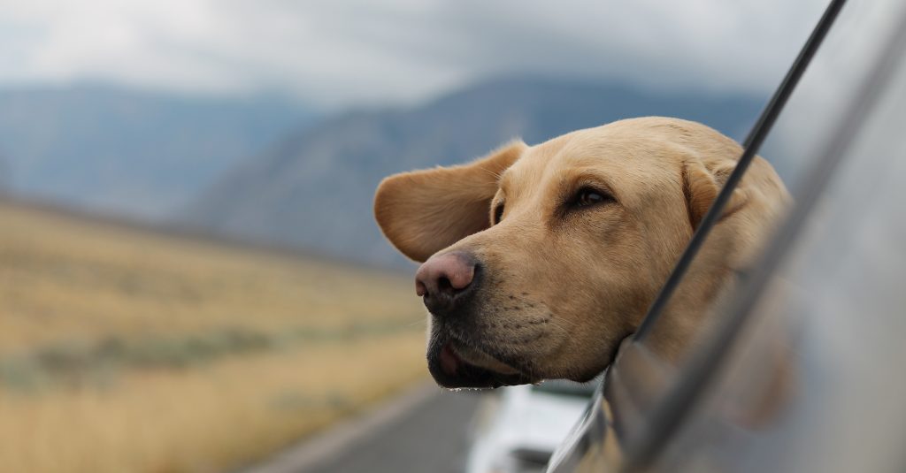 A golden lab sticks its head out the window of a car as it drives down the highway.
